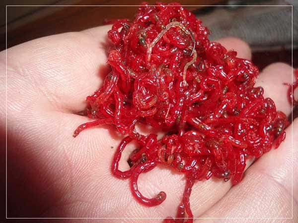 Как хранить живые приманки в жару.