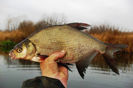 Как ловить леща осенью на фидер.