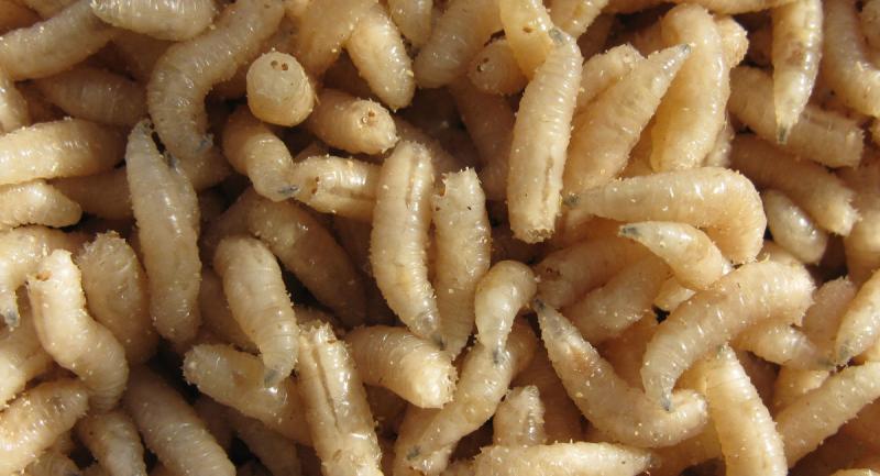 Лучшие цены на наживку — выгодно от объема, чтобы рыбалка всегда была победной!"