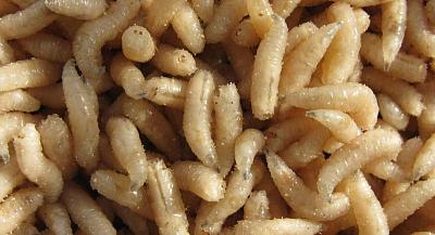 Лучшие цены на наживку — выгодно от объема, чтобы рыбалка всегда была победной!"